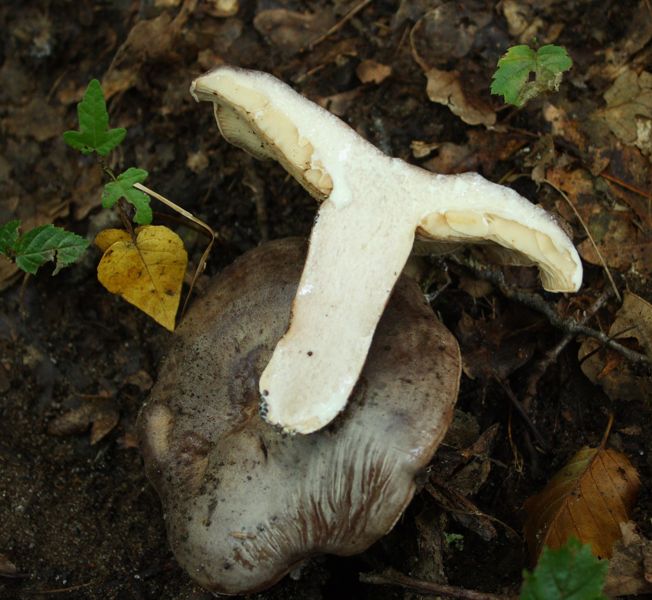 Lactarius da Id.